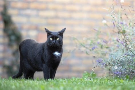 ティーフィールド: なぜ猫は時々哲学者になるのか？